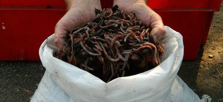 как хранить земляных червей для рыбалки