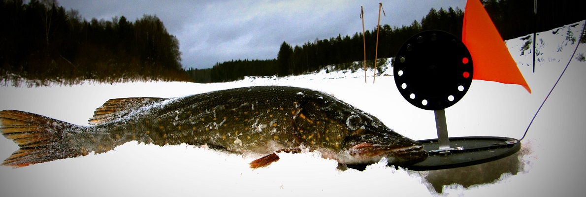 Рыбалка на живца зимой: советы, правила, опыт рыбаков