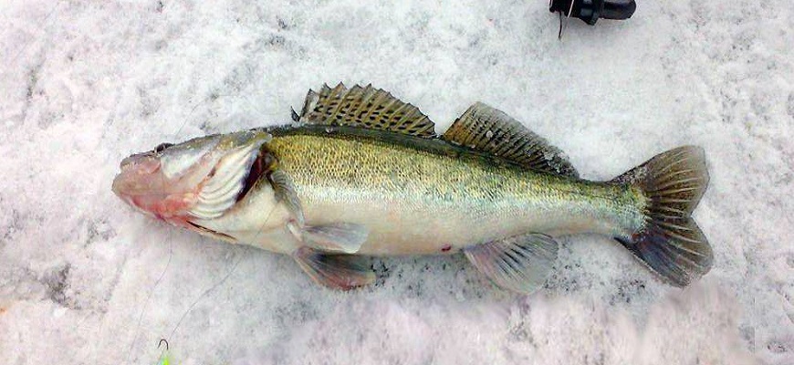 Техника ловли на балду зимой - секреты успешной рыбалки | FishingToday