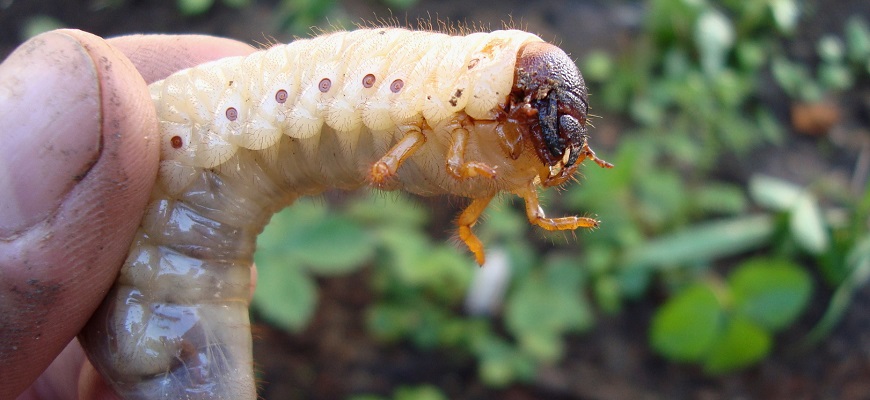 Разведение личинок майского жука