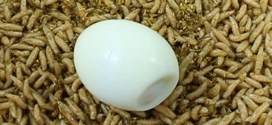 Размножение личинок в яйце